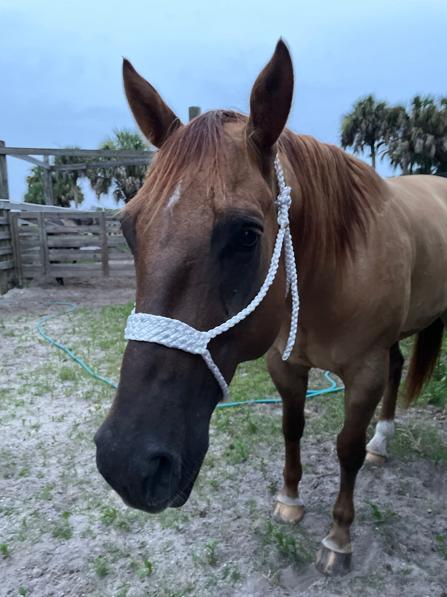 Solid Color Rope Halter