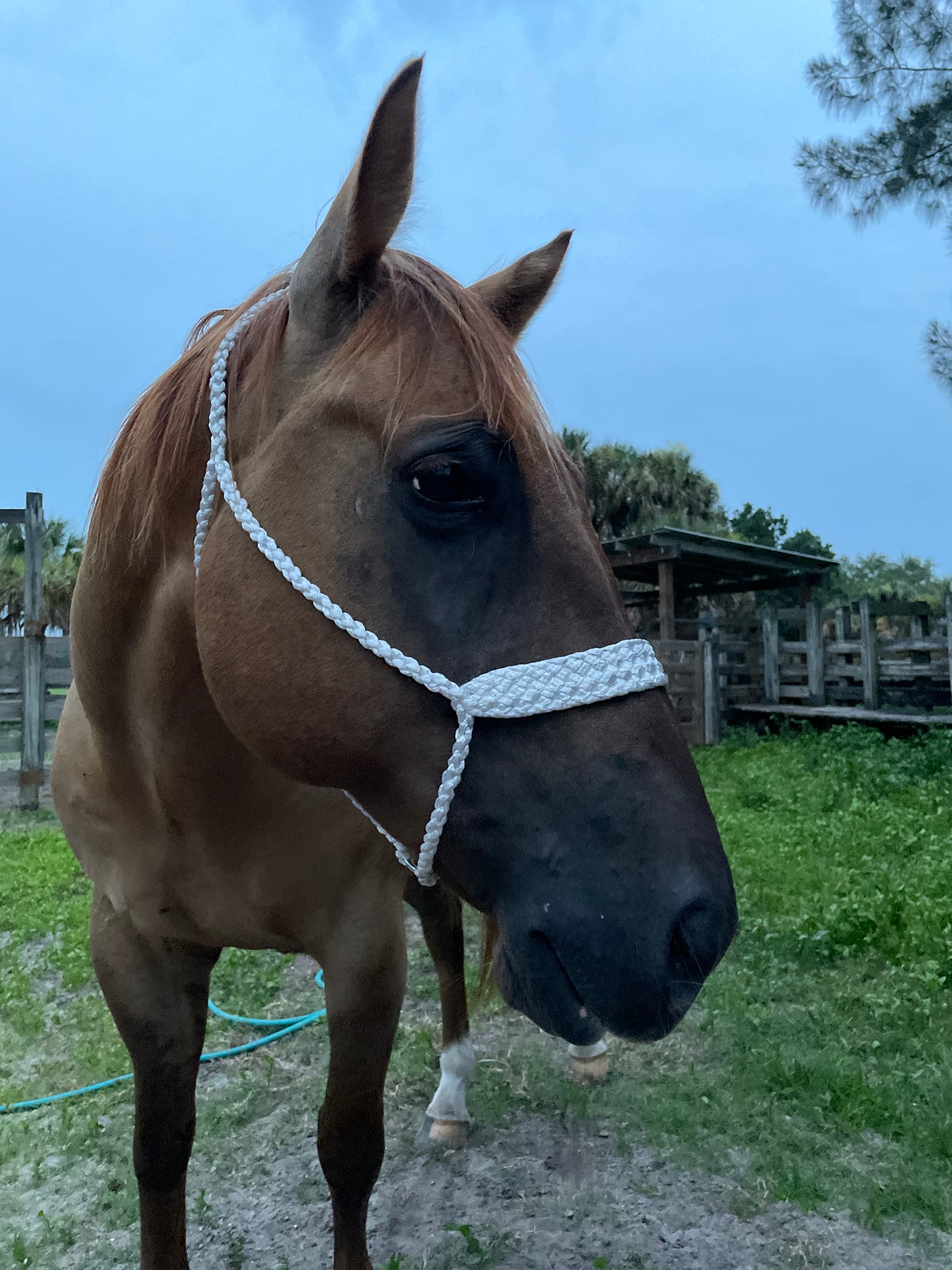 Solid Color Rope Halter