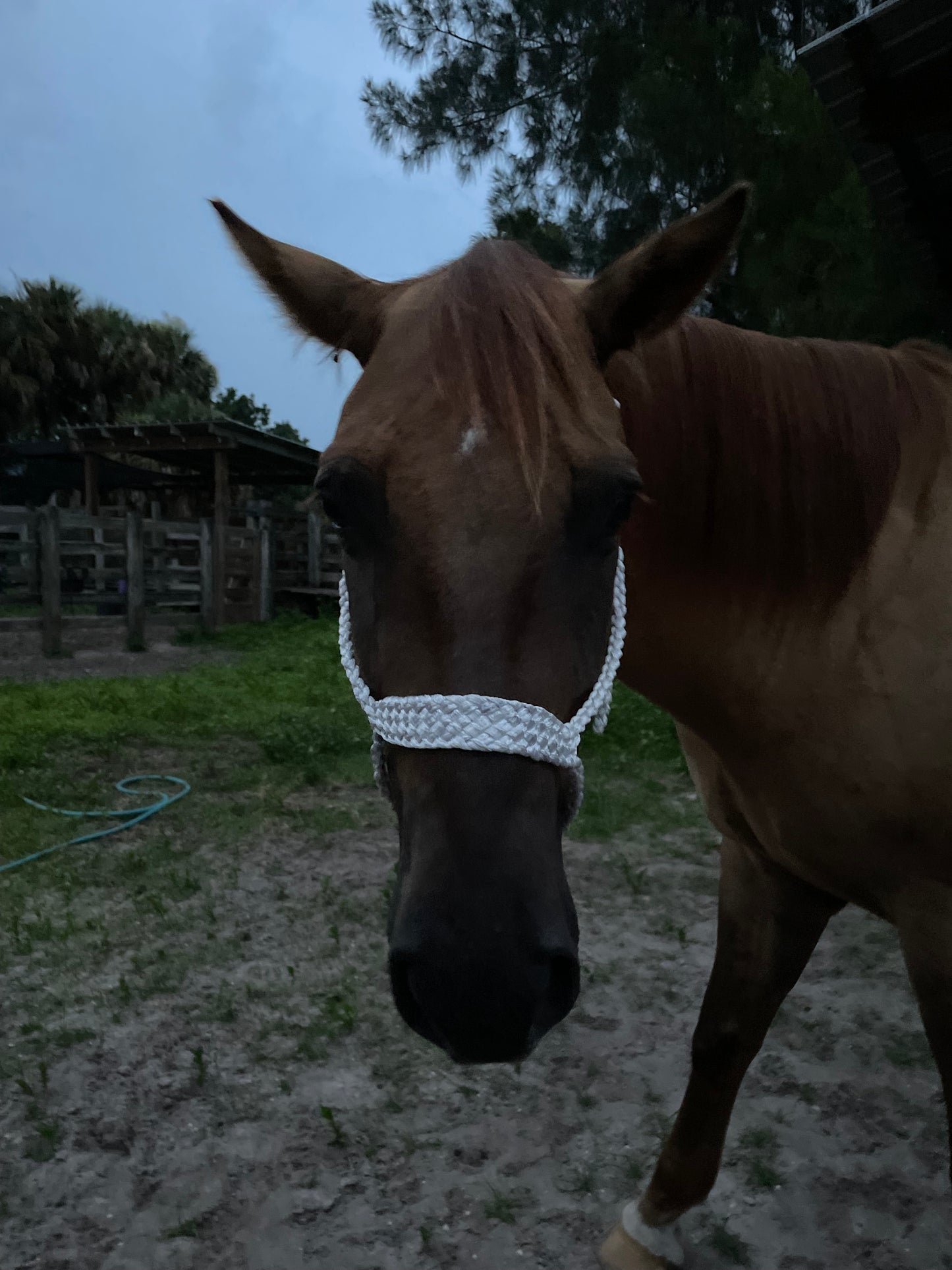 Solid Color Rope Halter